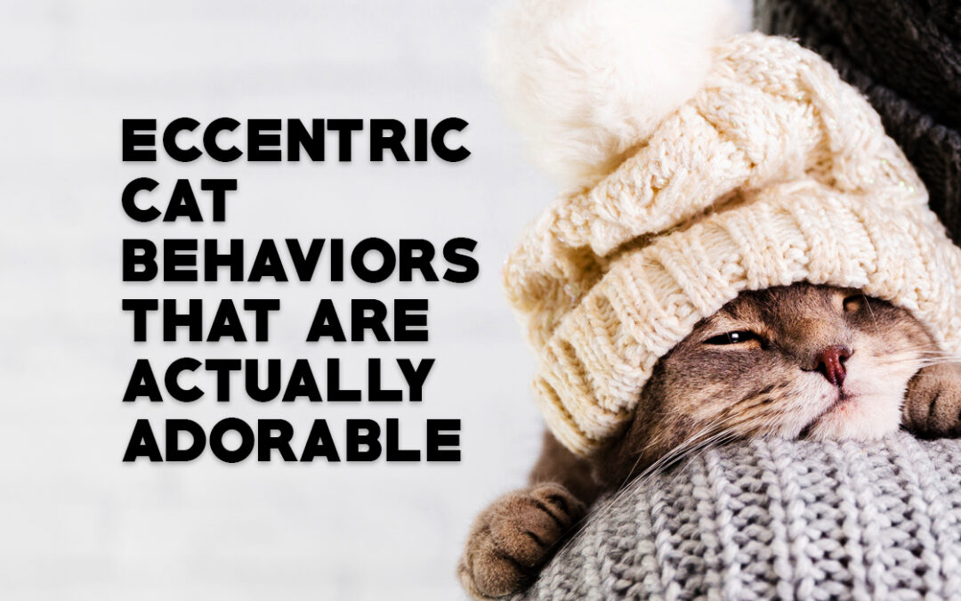 Eccentric Cat Behaviors that are Actually Adorable